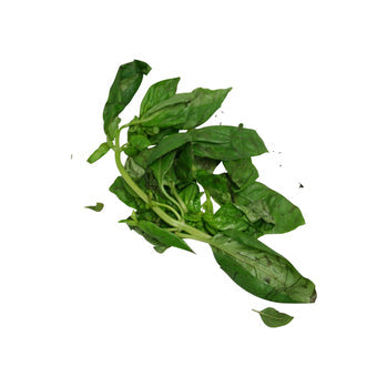 Albaca plant (Basil-Ocimum Basilicum)