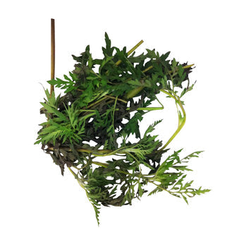 Altamisa plants (Mugwort)