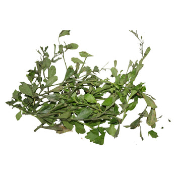 Espanta Muerto plant (Aberikolo in Lucumi)