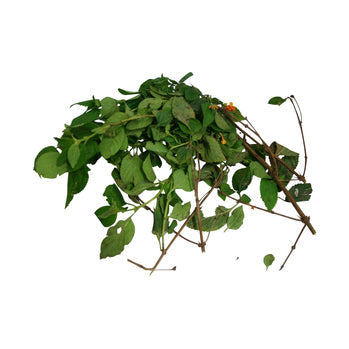Abre Camino plant