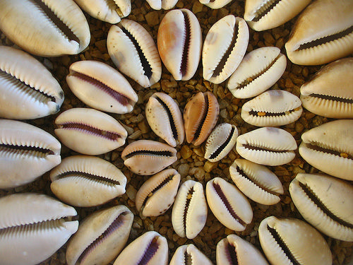 Seashell Reading